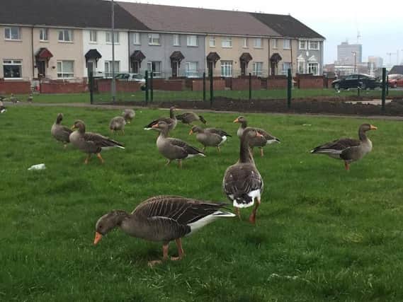 Shankill geese - Picture taken by Lord Mayor Brian Kingston [DUP]