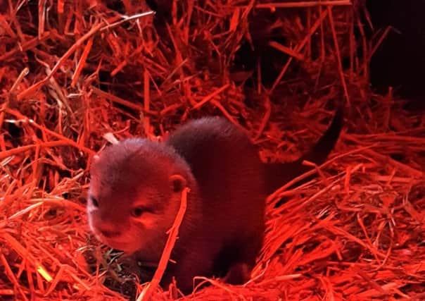 Exploris Aquarium are delighted to announce the exciting arrival of a new Asian Small-Claw Otter pup, the first to be bred in captivity in Northern Ireland.