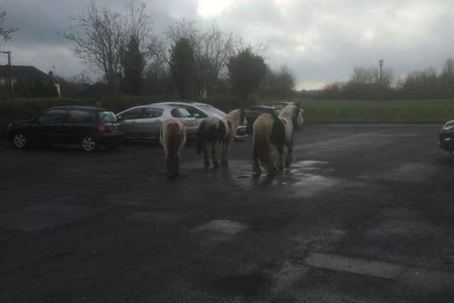 Horses on the loose in Craigavon