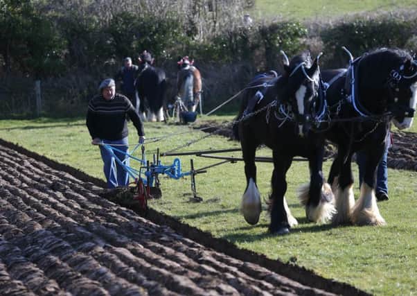 Horse Ploughing and Country Skills Day will take place at the Ulster Folk & Transport Museum on Satturday 18th February, 11am - 4pm. Ploughmen from across Northern Ireland and England will compete with magnificent heavy horses complete with traditional harness and ploughs