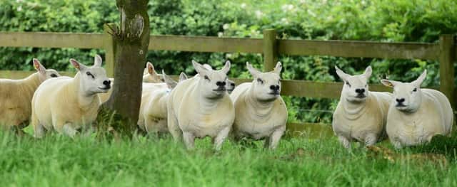 Some of the Rohan Texel Females