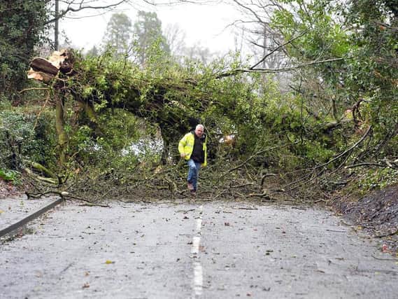 A fallen tree on the Lambeg Road between Lisburn and Belfast this morning