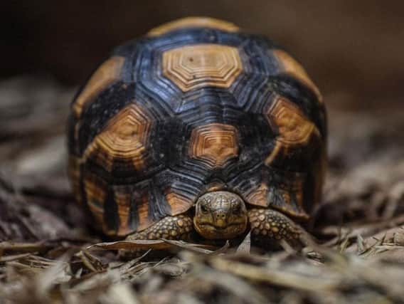 Chester Zoo undated handout photo of one of four rare ploughshare tortoises who were rescued from smugglers that have gone on show in the UK for the first time.
