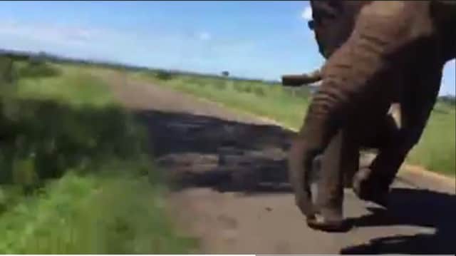 The elephant came to within inches of colliding with the vehicle.