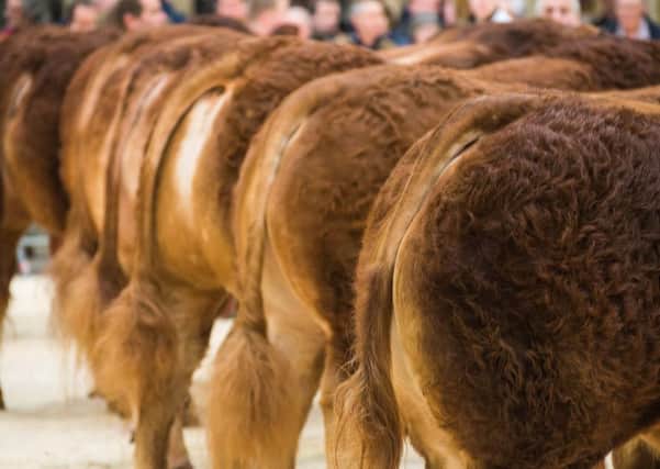 Gross sales of pedigree Limousin cattle, sold at official British Limousin Cattle Society (BLCS) auction sales in 2016, increased in the year by over Â£300,000 to a figure of Â£5.6 million