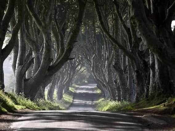 The Dark Hedges from Game of Thrones