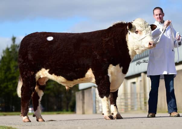Alan McFadden with J D Maximus - top seller at the elite Hereford Breeders Sale