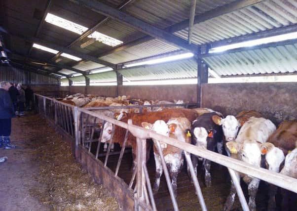 Check cattle for signs of lice