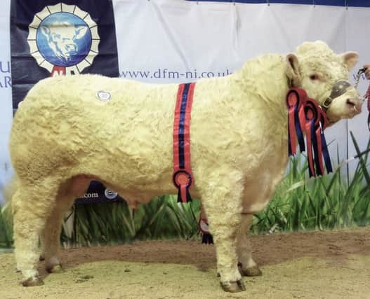 Supreme Champion and Top Price Derryharney Lumberjack - 4,900gns