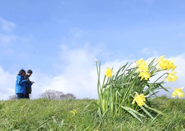 Daffodils bloom in the early Spring weather as people enjoy the sunshine on the Loughshore area of Jordanstown, Co Antrim on March 14. 

Picture by Jonathan Porter/PressEye.com