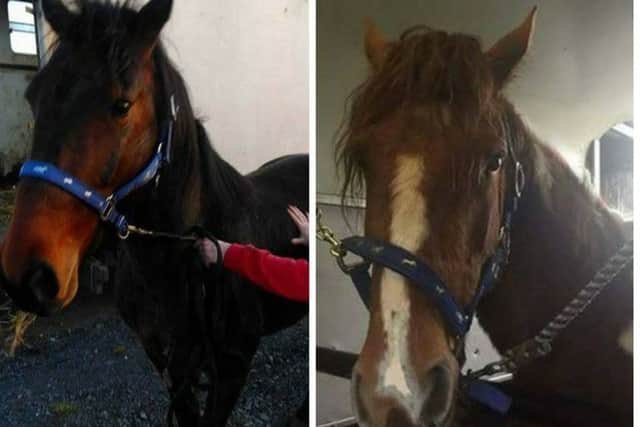 The two horses which have been given a new lease of life thanks to Craigavon PSNI.