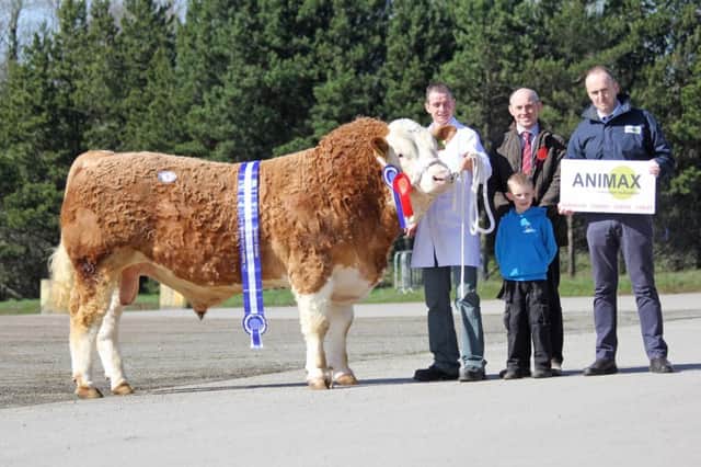Reserve male and reserve supreme champion was Hiltonstown Giles exhibited by Richard and Rhys Rodgers from Portglenone. Adding their congratulations are judge Frank Kelly, Tempo; and sponsor Neill Acheson, Animax. Picture: Julie Hazelton