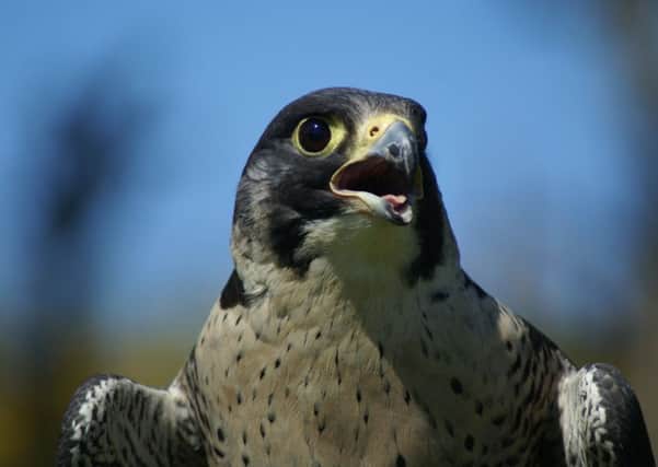 Following the successful launch of Operation Raptor in March 2016 the PSNI have continued to show their commitment to wildlife crime by contributing to a UK initiative named 'Peregrine Watch'