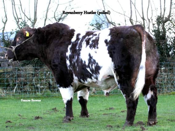 Rowanberry Hustler is by the Canadian sire Paintearth Rama 53U and out of one the top brood cows in the Rowanberry herd.