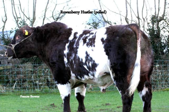 Rowanberry Hustler is by the Canadian sire Paintearth Rama 53U and out of one the top brood cows in the Rowanberry herd.