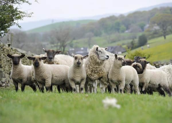 Crossbred sheep with lambs sired by Hampshire Down ram, grazing in pasture. Cumbria