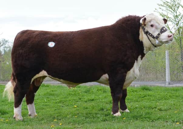 Lot 26 'Barwise 1 Mach One' from Mrs C S Fletcher, Appleby, Cumbria, was the top price in sale of 6,600gns