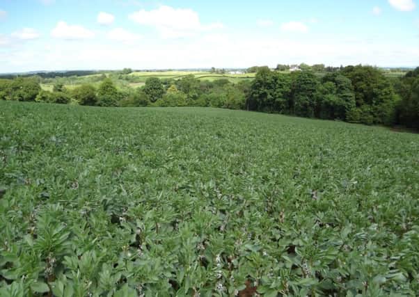 Spring beans are an option for Ecological Focus Areas and crop diversification