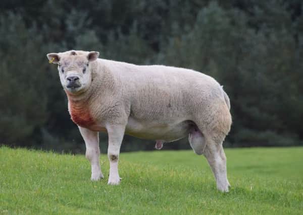 The Texel Sheep Society have recently exported of semen from the Cambwell flock of Robert Laird to New Zealand. It is believed to be the first shipment of UK Texel semen to New Zealand since the agreement of an export protocol early last year