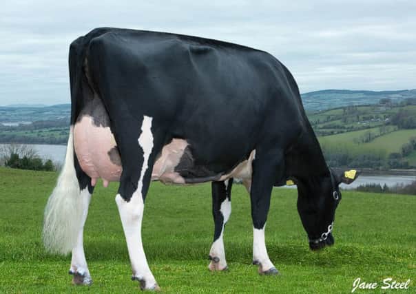 Prehen Altabarney Froukje VG87 - the number one GPLI cow in the UK. Her son Prehen Franzen by Midas Touch Bullseye sells at next week's Holstein NI sale in Dungannon.  Picture: Jane Steel.