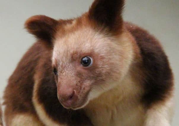 Keepers referred to her as wee spud. Sweet potatoes are the tree kangaroos' favourite food & she was named Kau Kau (Papua New Guinea word for sweet potato).