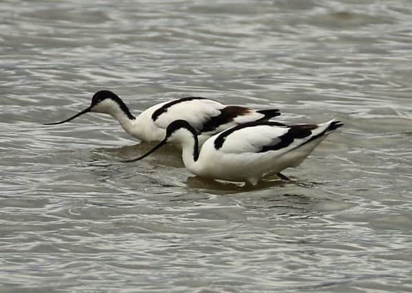 Avocets at Belfast's Window on Wildlife (WOW) reserve. Picture by Ronald Surgeoner