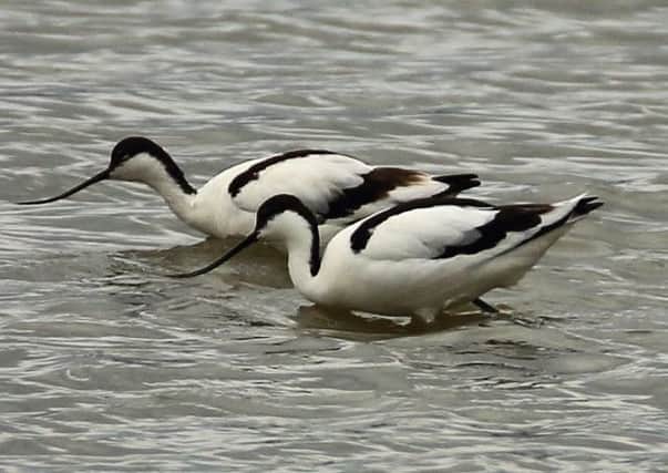 The avocets at Belfast Window on Wildlife reserve. Picture by Ronald Surgeoner