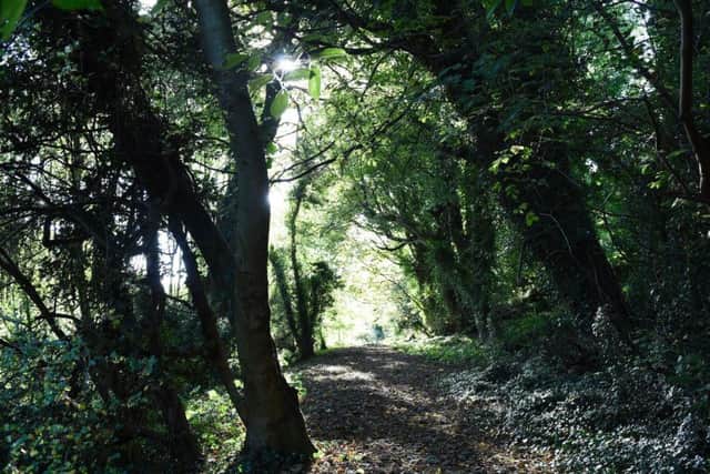 Step into Throne Wood in north Belfast on Saturday 29 April