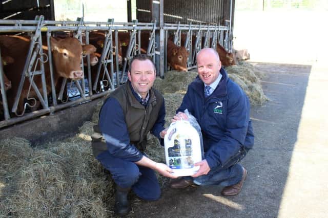 Paul Elwood, from HVS Animal Health (right), called in with James McKay at Ampertaine Limousins earlier this week.
