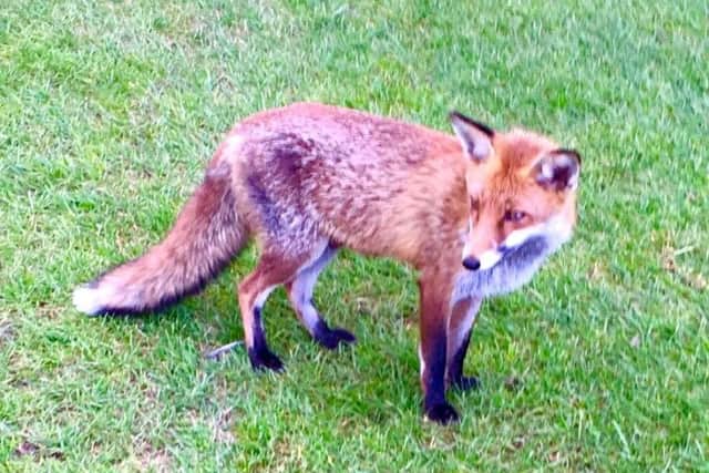 The little fox that's been following players around Lisburn Golf Club in the hope of picking up some tasty treats for her and her cubs.
