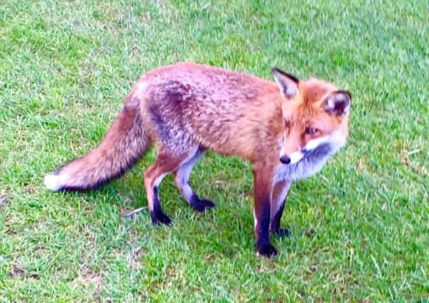 The little fox that's been following players around Lisburn Golf Club in the hope of picking up some tasty treats for her and her cubs.