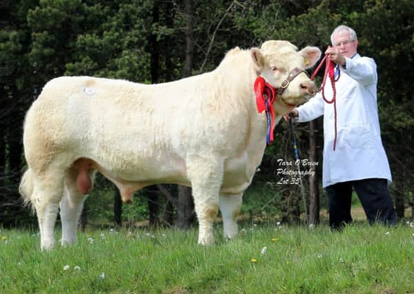Reserve male champion and top price: Drumconnis Marvel - 5,200gns
