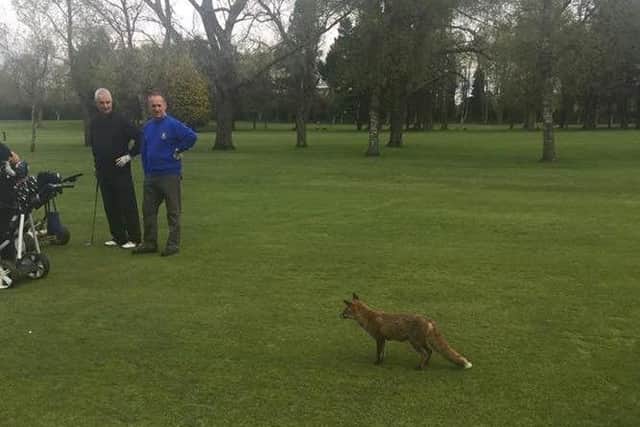 The friendly fox approaches golfers looking for a snack. Pic shared by Deane Magill