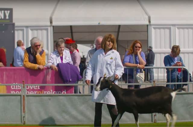 Action from day two at Balmoral Show