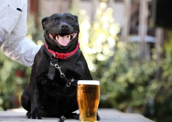 The Dirty Onion in Belfasts Cathedral Quarter is throwing open its doors to welcome furry, four-legged customers, becoming part of a select list of venues that are dog-friendly in the city centre.