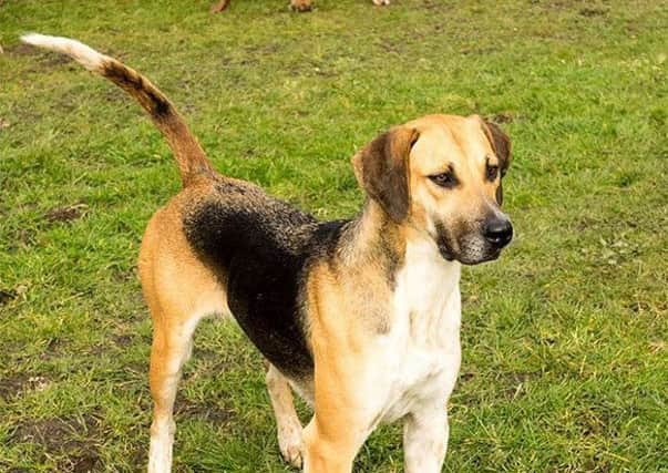 A  foxhound type dog is believed to be involved in the recent sheep worrying attacks in east Tyrone. This is not the dog involved - this is merely an image of the type of dog thought to be behind the attacks.