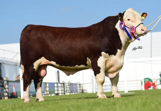 Overall Supreme Champion Panmure 1 Monster owned by The Haire Family