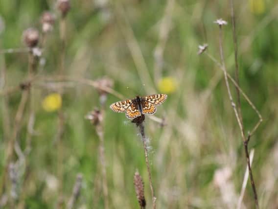 Undated handout photo issued by Bord na Mona of a Marsh Fritillary butterfly which has been rediscovered on Turraun Bog in west Offaly, 20 years after it was last seen