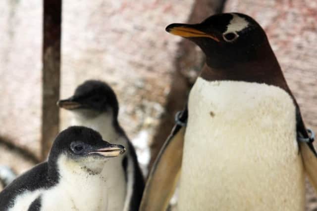 There are 17 species of penguin in the world and Belfast Zoo is home to gentoo and rockhopper penguins.  The chicks are gentoo penguins.