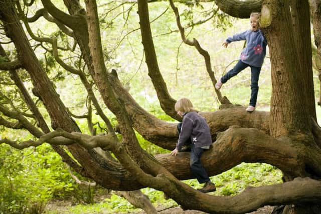 Remember the good old days of climbing trees?