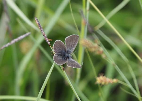 The Small Blue Butterfly discovered in Co Fermanagh