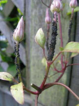 Blackfly on clematis