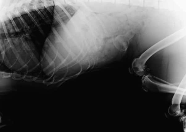 Undated handout photo issued by the PDSA of an x-ray of Diesel the dog showing a baby's bottle teat in his stomach