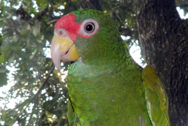 Undated handout photo issued by PeerJ of a female blue-winged Amazon parrot.