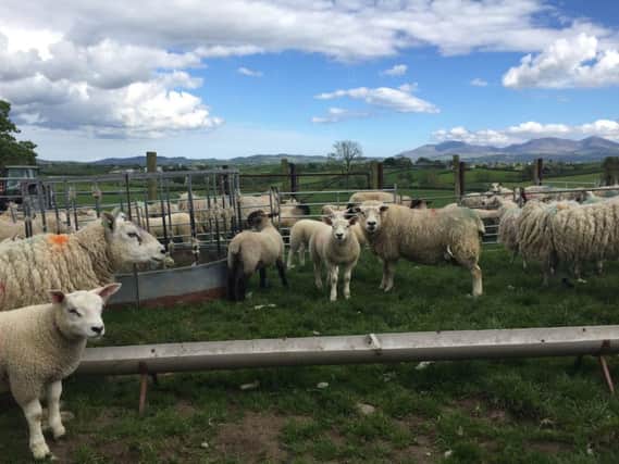 A contented healthy flock on Ian Martin's farm