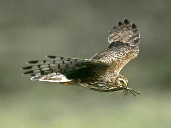 Undated RSPB handout photo of an adult female Hen harrier (Circus cyaneus). Hen harriers are on the brink of extinction in England after the number of breeding pairs fell to four last year, according to new figures.