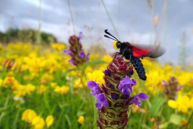 In a flutter, wildlife & flora. Picture: Julia Amies-Green/Ulster Wildlife