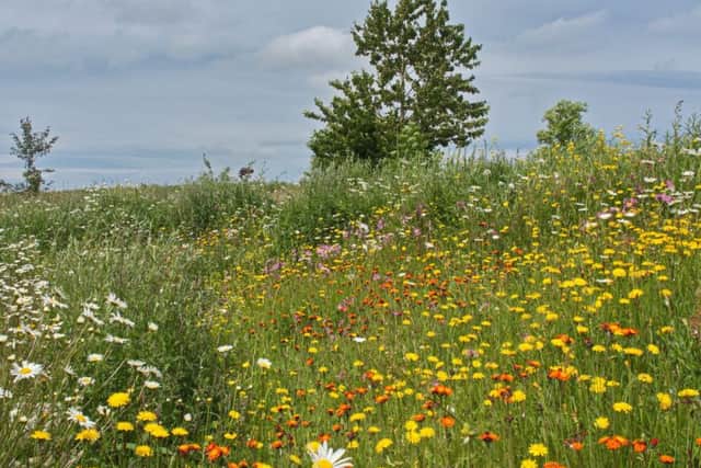 A meadow at Cottage Farm, Co Tyrone, which is managed by Ulster Wildlife. Picture: Ulster Wildlife