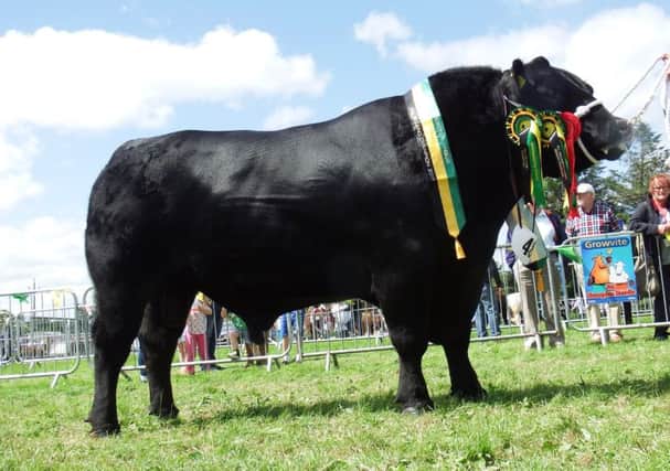 The Supreme Champion at the 2017 All-Ireland Aberdeen-Angus championships, Cheeklaw Emlyn P480 owned by S&S Matchett, Portadown, Co. Armagh. 
Photo: Edward Dudley