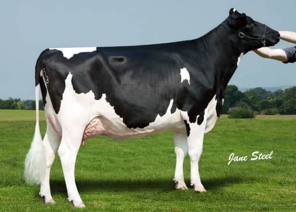 Daughter of Ballycairn Pello, a sire who scores 5 stars for RWD fertility